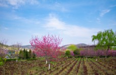 景观设计春天蓝天白云户外海棠树土地摄影图片
