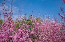 蓝天白云草地春天户外蓝天白云树林粉色海棠花图片
