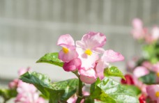 淘宝海报花卉摄影素材粉色四季海棠图片