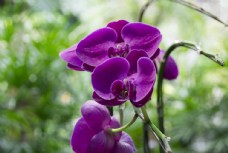 特色紫色蝴蝶兰图片
