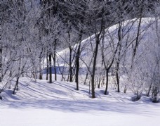 木材茫茫雪原的森林图片