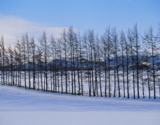 木材茫茫雪原上的森林图片