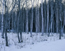 木材蒙茫茫雪原上的白桦林图片