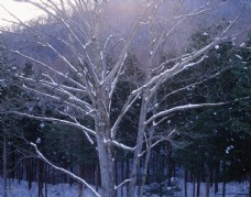 木材雪地里的树林图片