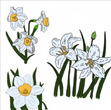 手绘水仙花图片免费下载 手绘水仙花设计素材大全 手绘水仙花模板下载 手绘水仙花图库 图行天下素材网