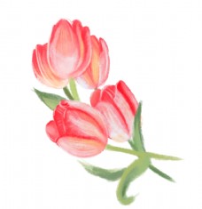 红色花朵郁金香手绘素材图片