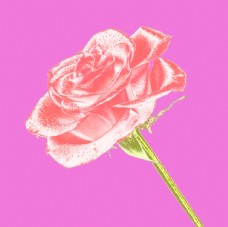 花水晶粉色玫瑰玻璃图片