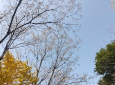 天空秋日树枝晴空图片