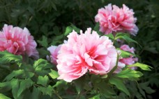 浅粉色牡丹花图片