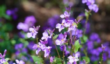 特色紫色兰花摄影图片