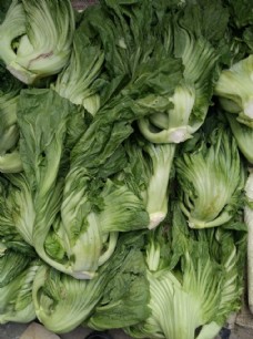绿色蔬菜介菜图片
