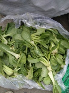 绿色蔬菜上海青图片