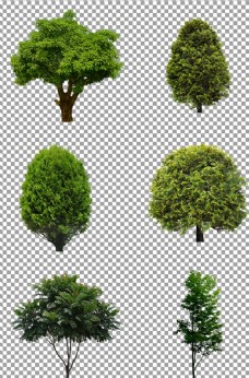 png抠图茂盛的绿色树木图片