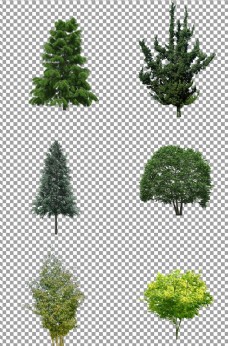 树木茂盛的大树图片