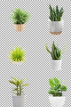 室内植物室内大叶植物盆栽图片
