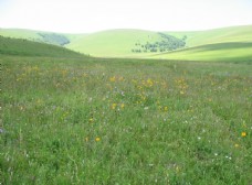 远山七月的草原图片