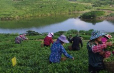 中华文化茶农采茶图片