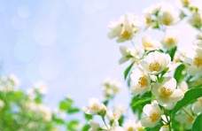 白色花唯美清新白色茉莉花图片
