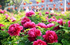 花草紫红色成片牡丹花植物素材摄影图图片