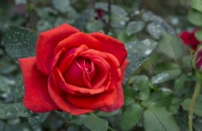 玫红色玫瑰花卉摄影素材玫瑰花特写图片