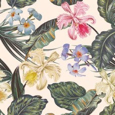 画册封面背景热带雨林植物椰树花朵鸟图片