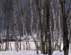 木材寒冬森林里面的树林图片