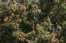 木材复羽叶栾树图片