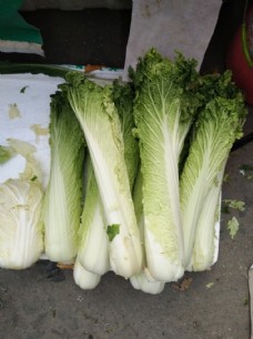 绿色蔬菜白菜图片