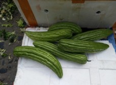 绿色蔬菜苦瓜图片
