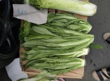 绿色蔬菜油麦菜图片