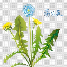 草本植物药材图片