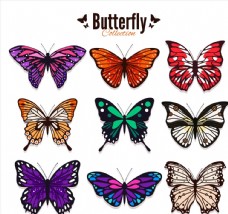 色彩彩色蝴蝶设计图片