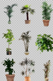 绿色植物盆栽图片