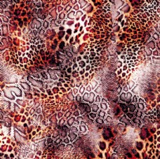 豹纹蛇皮图片