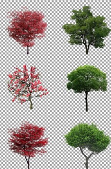 PSD素材茂盛的大树图片