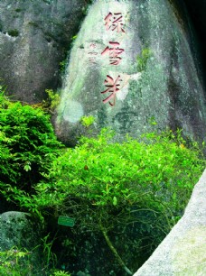 中华文化绿雪芽茶树图片