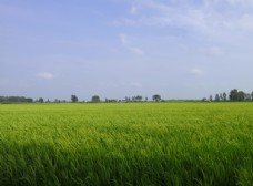 自然风光图片稻田地五常图片
