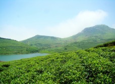 嵛山岛有机茶生产基地图片