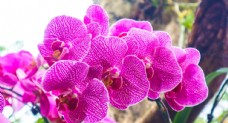 绿化景观粉色兰花图片