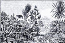 创意画册热带雨林植物椰树花朵鸟图片