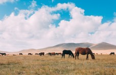 远山草原上的一群骏马图片