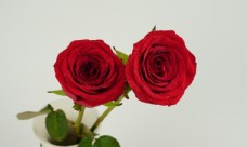 红色花朵玫瑰花特写图片