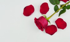 玫红色玫瑰玫瑰花高清拍摄素材图片