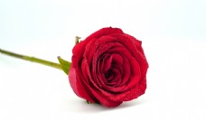 红色花朵玫瑰花特写大图图片