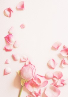 红玫瑰唯美粉色玫瑰花瓣图片