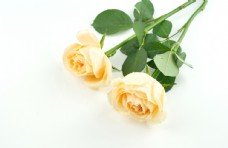 玫瑰花束黄色玫瑰花花束拍摄素材图片