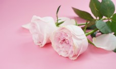 爱上粉色地板上的粉玫瑰高清素材图片