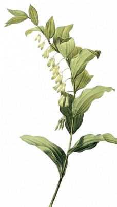 数码手绘植物图片