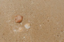 沙滩背景贝壳图片