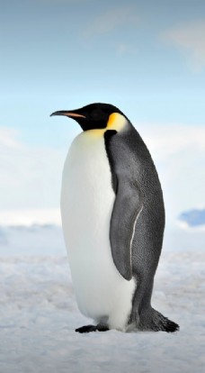 其他生物企鹅图片